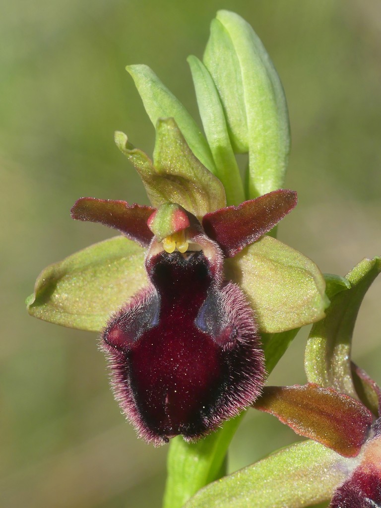 Ophrys promontorii e forme variabili  Lazio e Abruzzo aprile e maggio 2018